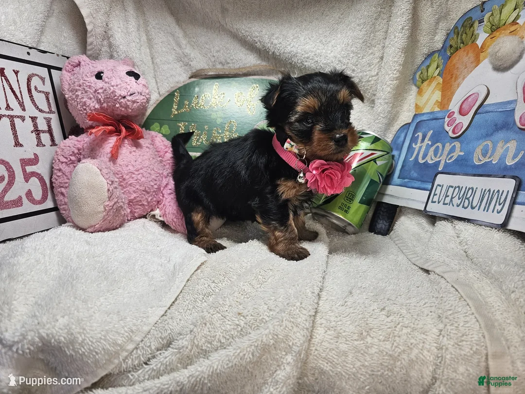 Yorkshire Terrier dogs for sale: SaliSue the Yorki babe... - Ad 2