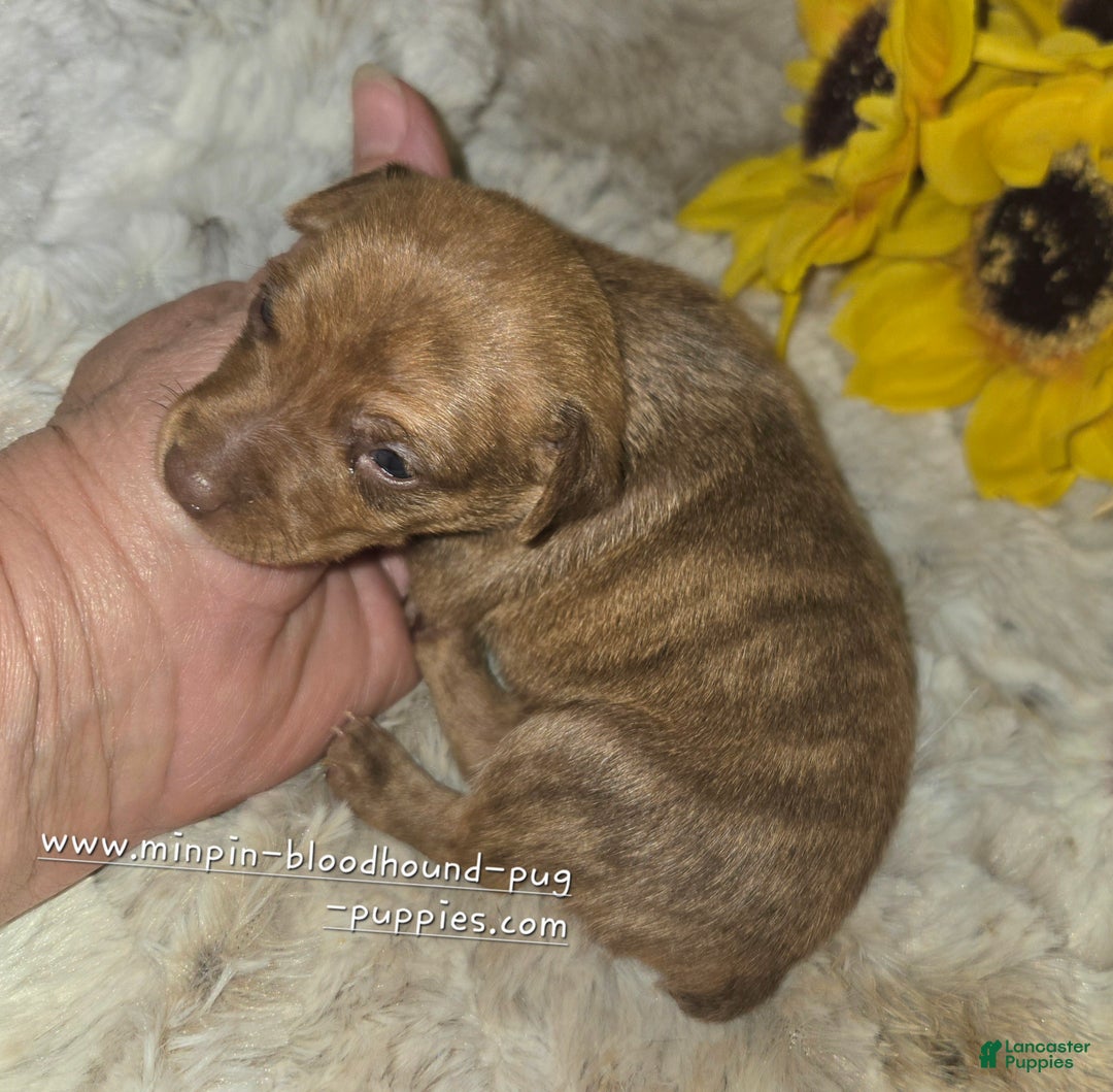 Miniature Pinscher dogs for sale: Diego stag chocolate brindle  - Ad 3