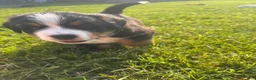 Bernese Mountain Dog dogs for sale: Oakley - Ad 6