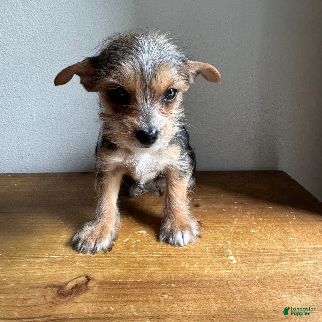 Chorkie dogs for sale: Lenny - Ad 1