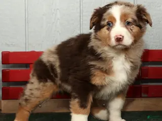 Australian Shepherd dogs Fluffy - Ad 3