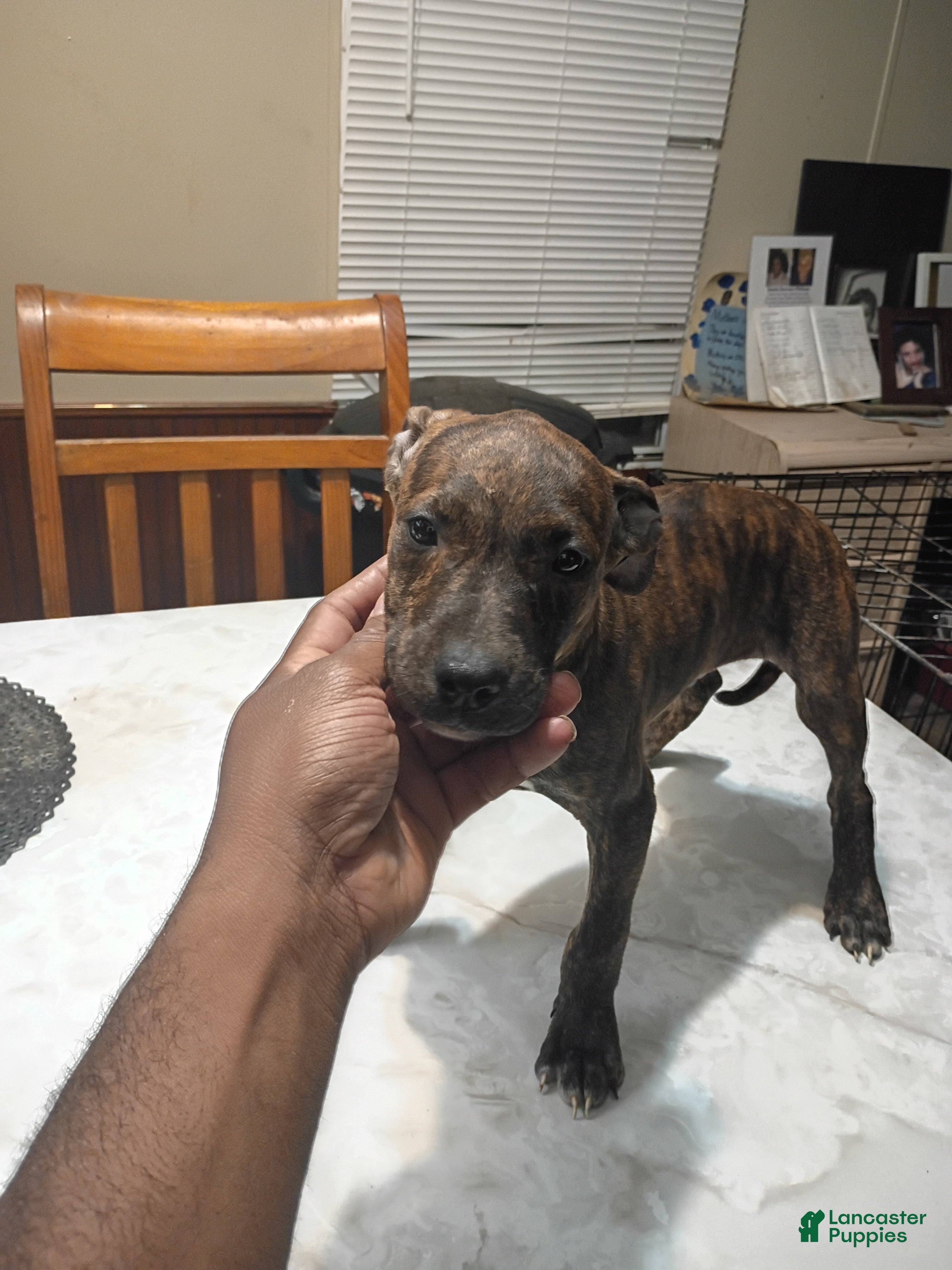 American Pit Bull Terrier dogs for sale: American Pit Bull Terrier 1 - Ad 2