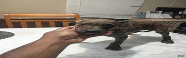 American Pit Bull Terrier 1