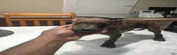 American Pit Bull Terrier dogs for sale: American Pit Bull Terrier 1 - Ad 1