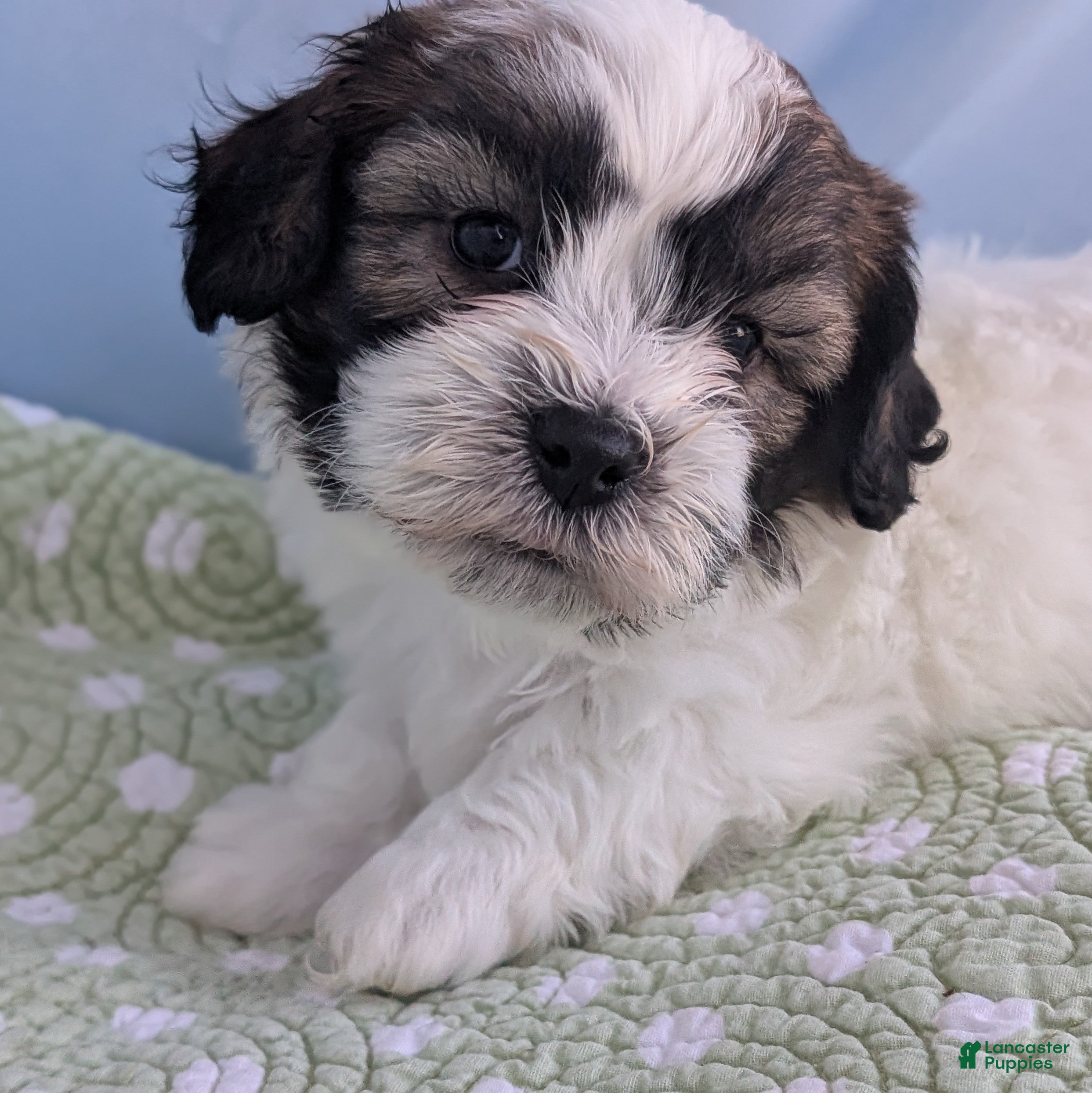 Teddy Bear dogs Marshmallow - Ad 22