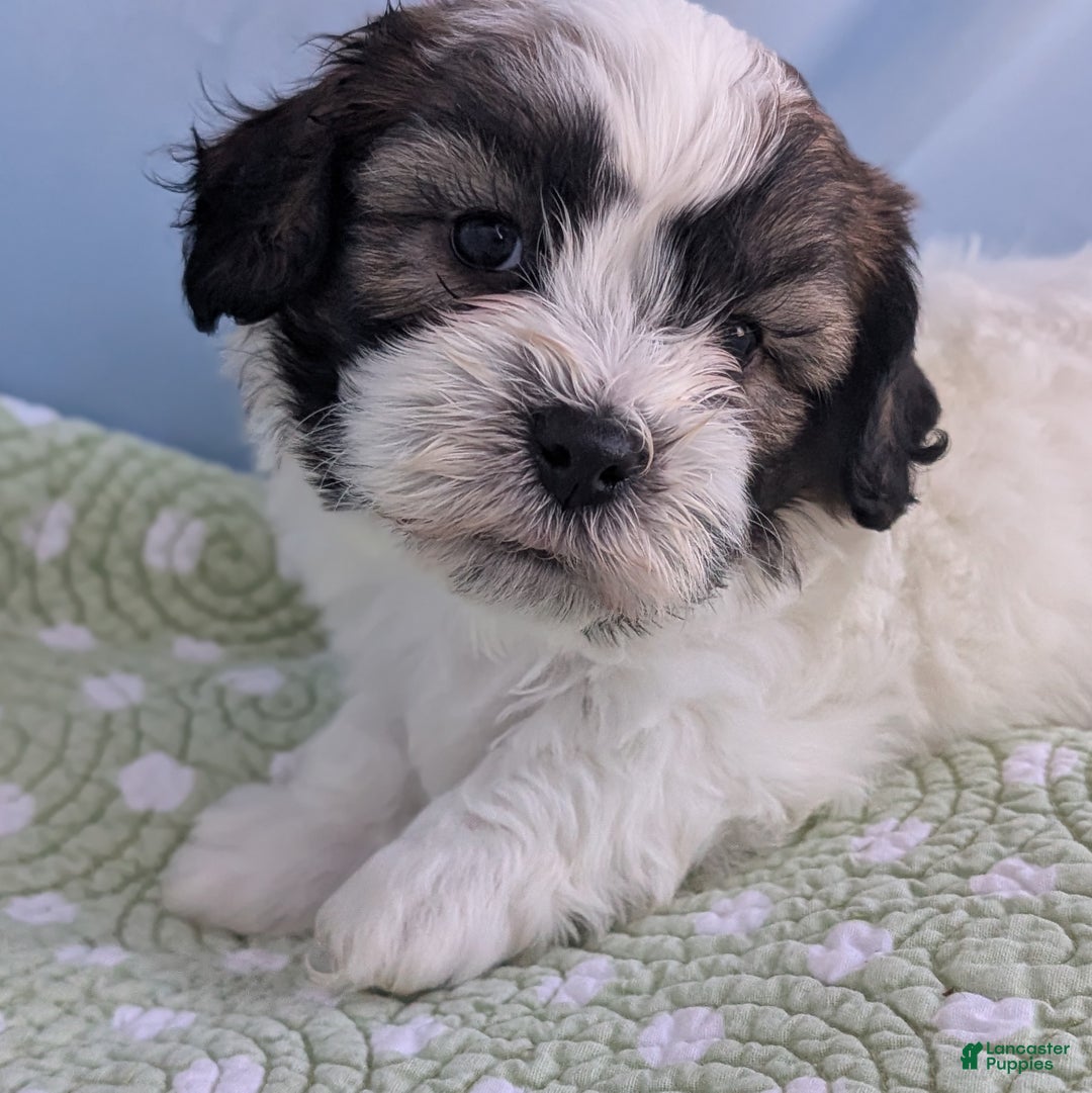 Teddy Bear dogs for sale: Marshmallow - Ad 1