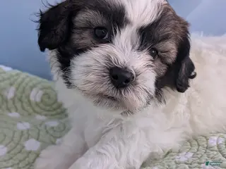 Teddy Bear dogs Marshmallow - Ad 39