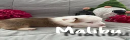 Welsh Corgi Pembroke dogs for sale: Malibu  - Ad 2