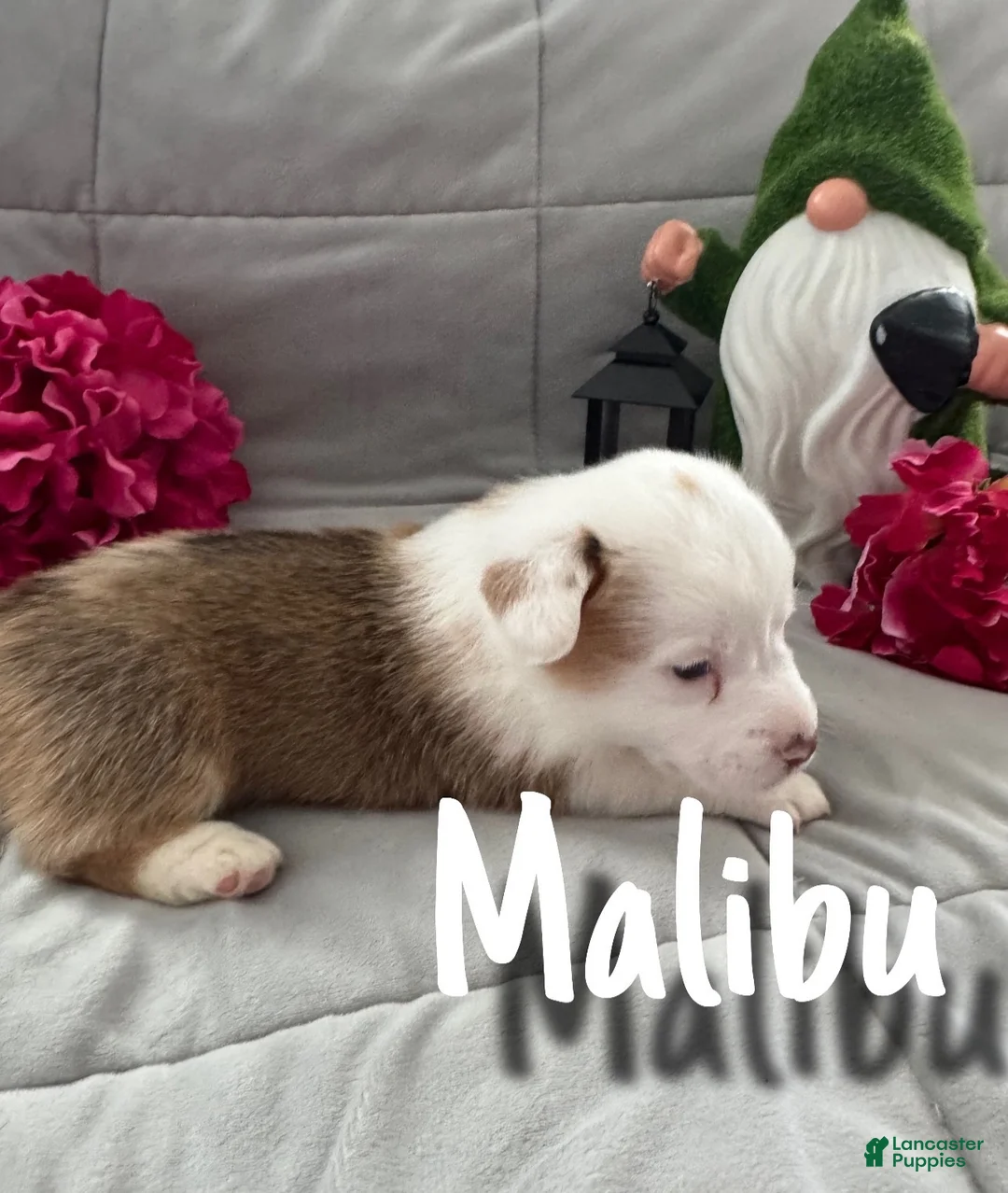 Welsh Corgi Pembroke dogs for sale: Malibu  - Ad 2