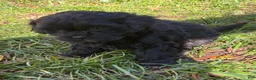 Shihpoo dogs for sale: Poo- bear - Ad 6