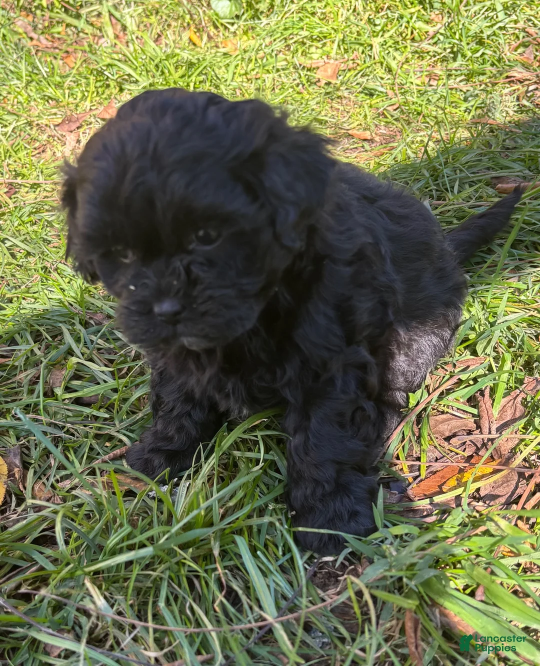 Shihpoo dogs for sale: Poo- bear - Ad 6