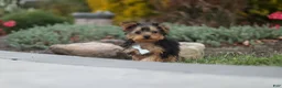 Yorkiepoo dogs for sale: Tucker - Ad 6