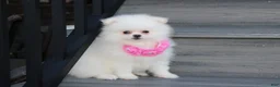 Pomeranian dogs for sale: Reese - Ad 7