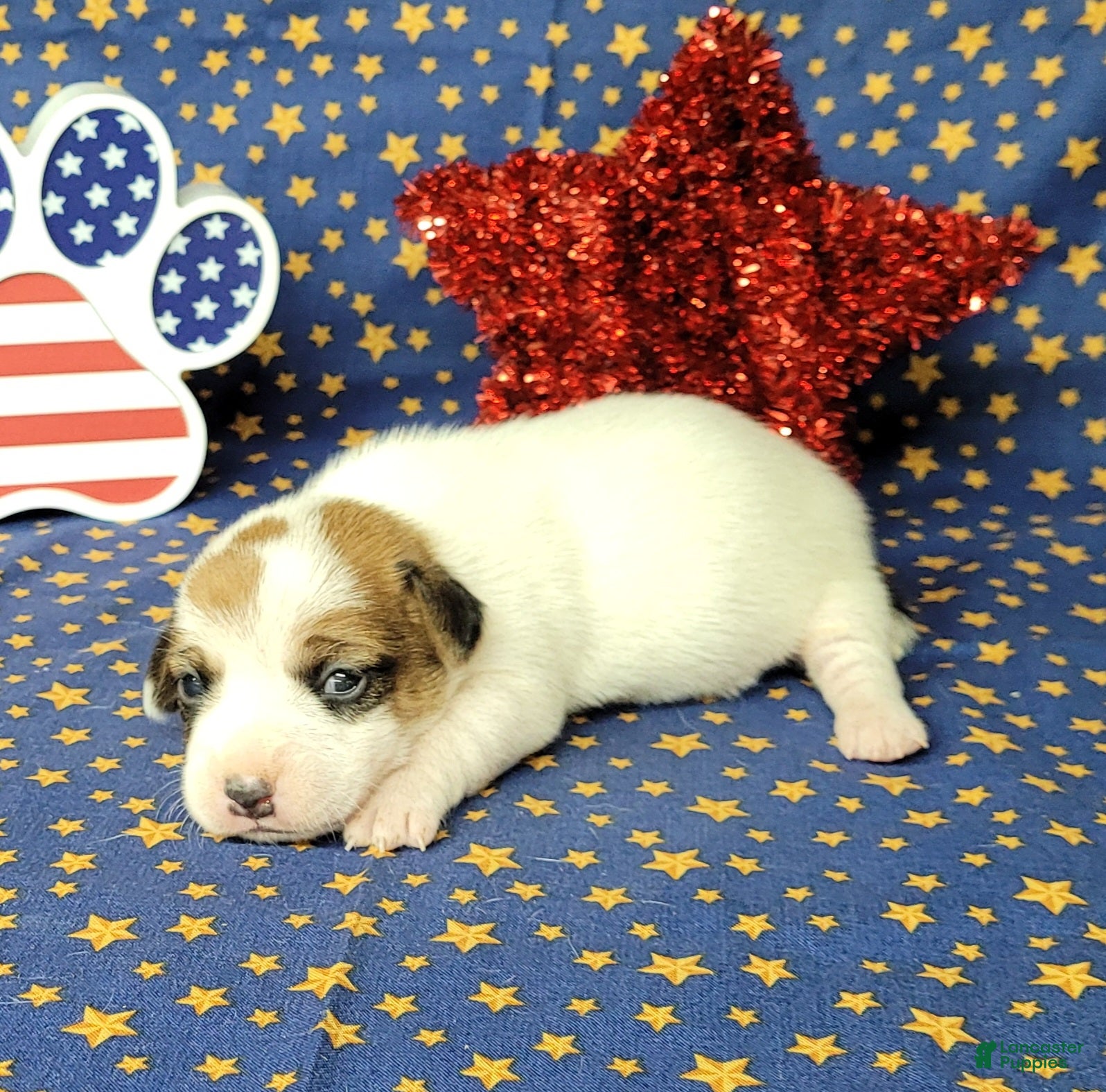 Jack Russell Terrier dogs CKC "Ripley" Delivery Available  - Ad 32