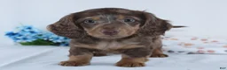 Miniature Dachshund dogs for sale: Ethan - Ad 5