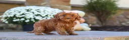 Cockapoo dogs for sale: Willow - Ad 36