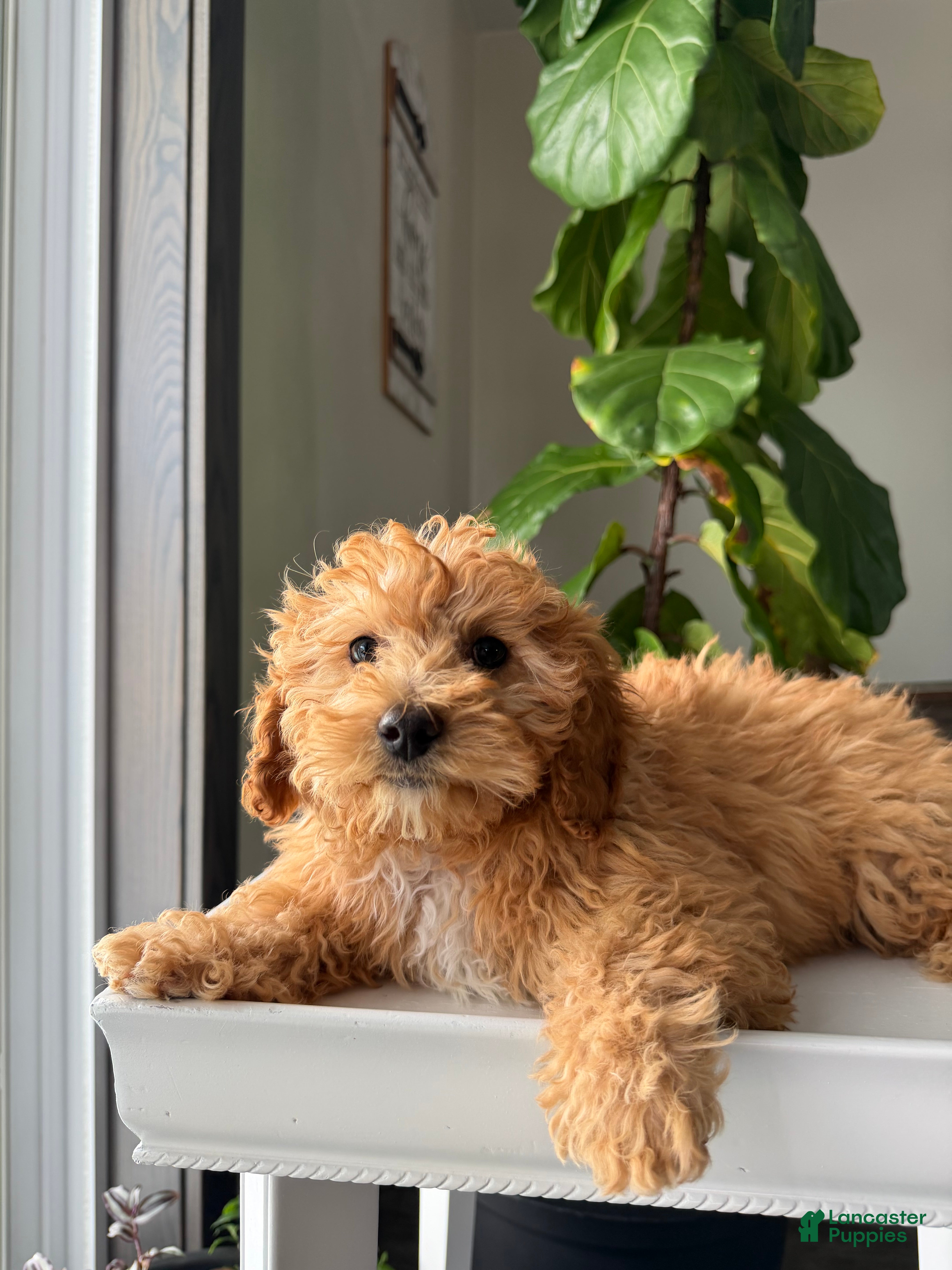Cavapoo dogs Oscar - Ad 1