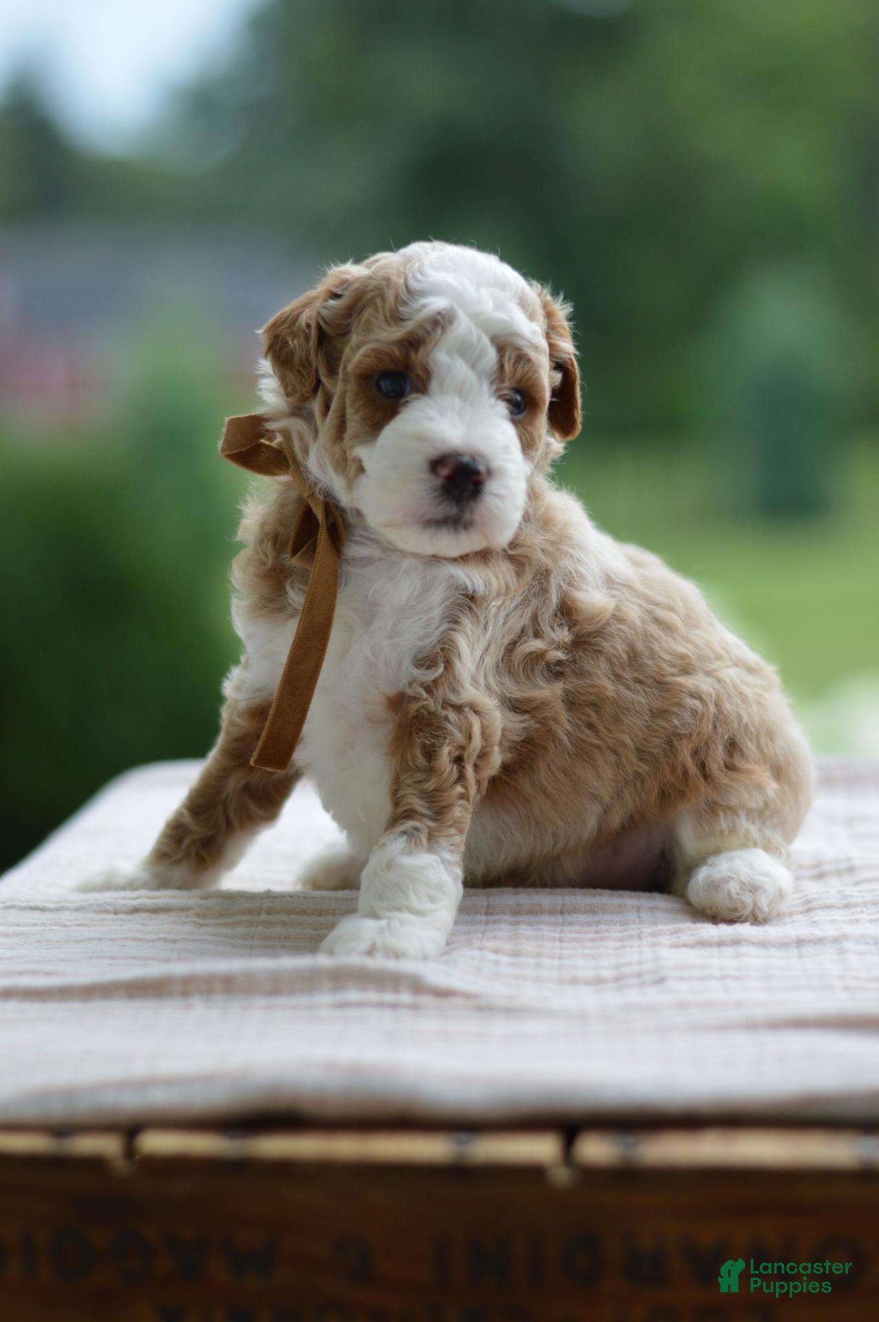 Mini Goldendoodle dogs October - Ad 1