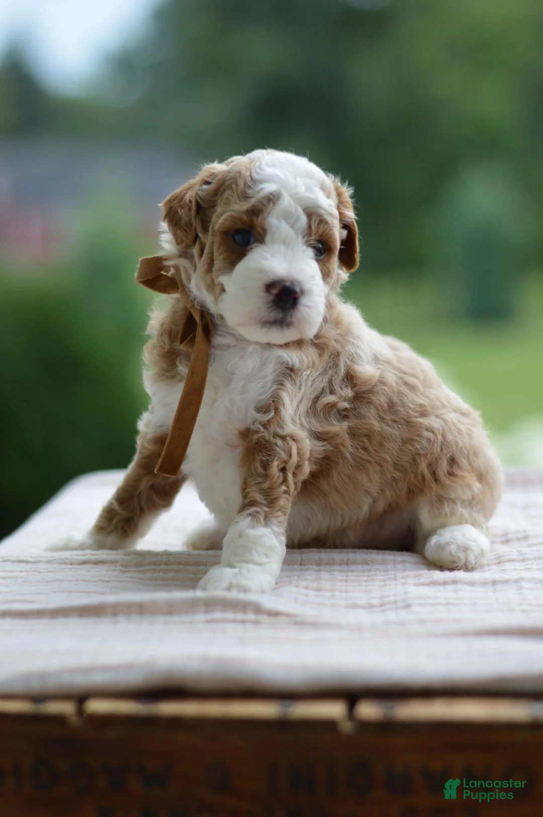 Mini Goldendoodle dogs for sale: October - Ad 1