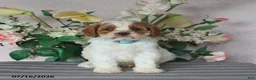 Cavapoo dogs for sale: Marlow - Ad 3