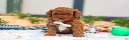 Cavapoo dogs for sale: Anson - Ad 3