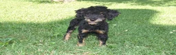 Miniature Poodle dogs for sale: Bella - Ad 3