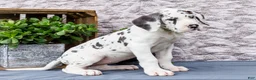 Great Dane dogs for sale: Kelly - Ad 11