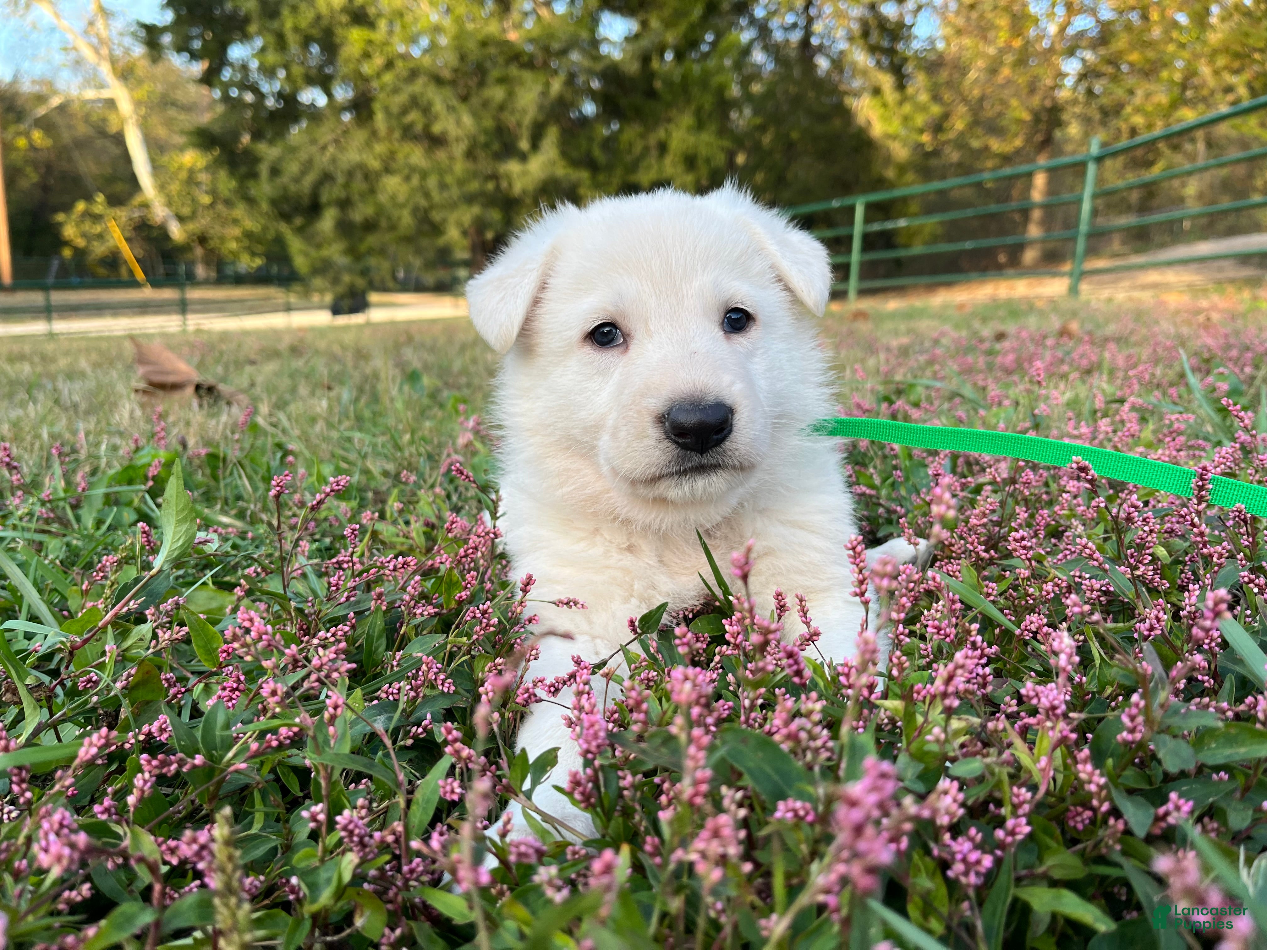 German Shepherd dogs for sale: Sly  - Ad 7