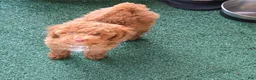 Goldendoodle dogs for sale: Piper - Ad 4