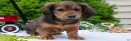 Miniature Dachshund dogs for sale: Diddle - Ad 2