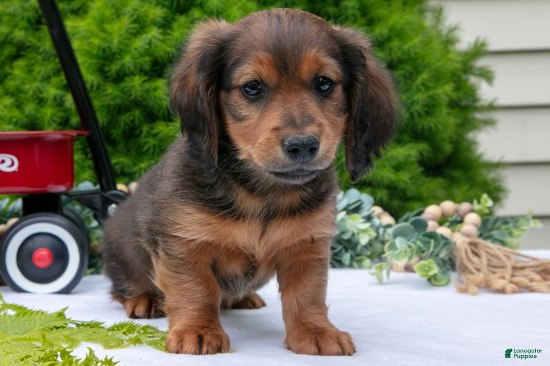Miniature Dachshund dogs for sale: Diddle - Ad 2