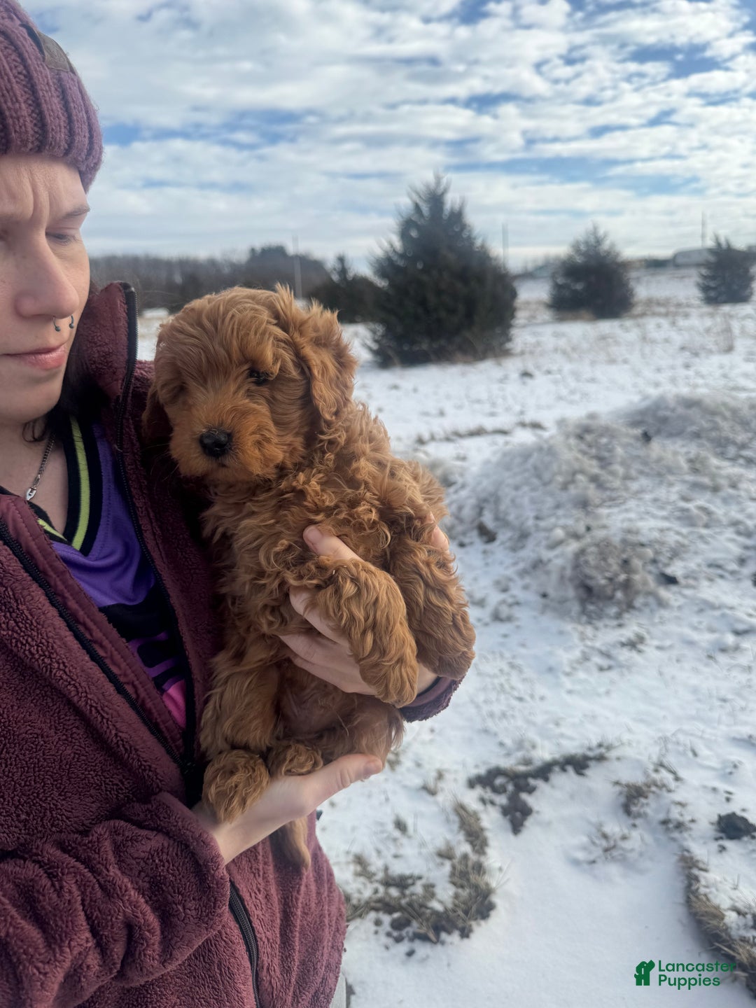 Mini Goldendoodle dogs for sale: Mini Goldendoodle Puppy 1 - Ad 2