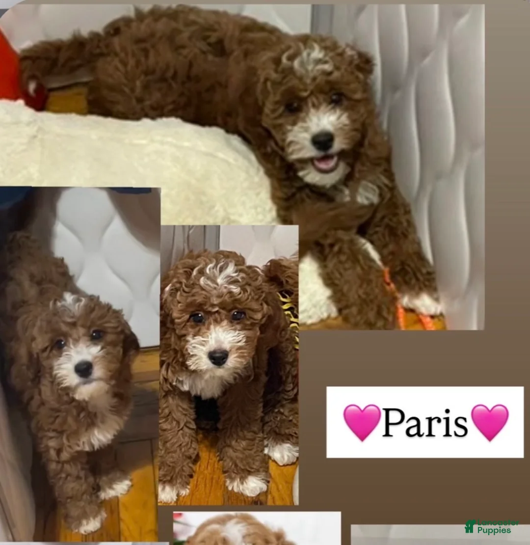 Aussiedoodle dogs for sale: Paris mini Goldendoodle  - Ad 1
