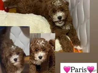 Aussiedoodle dogs Paris - Ad 11