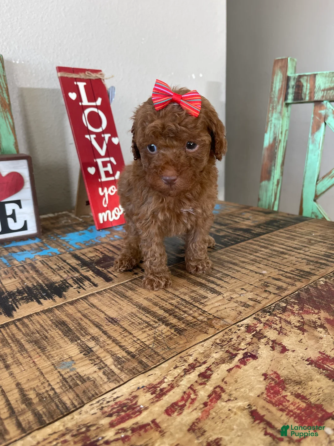 Toy Poodle dogs for sale: Akc Bred Color Red Red Bow - Ad 14