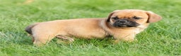 Puggle dogs for sale: Stu - Ad 2