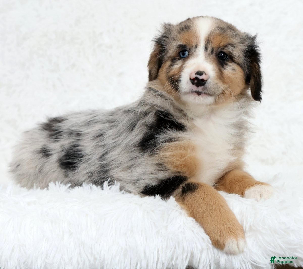 Australian Shepherd dogs Sophie - Ad 2