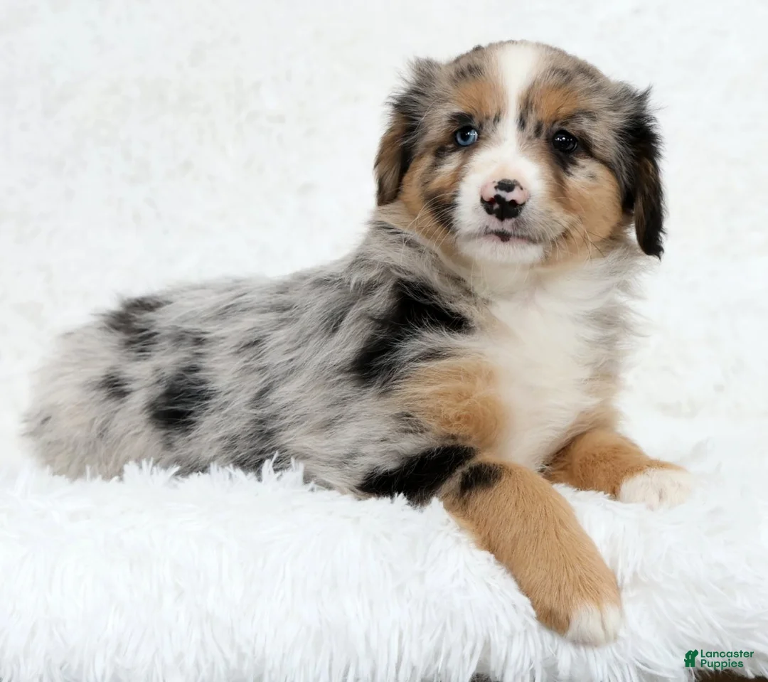 Australian Shepherd dogs for sale: Sophie - Ad 2