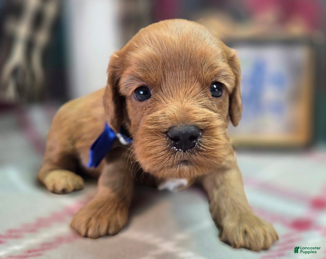 Cockapoo dogs for sale: Captain Dan - Ad 3