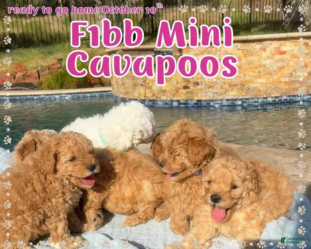 Cavapoo dogs for sale: Blitz  - Ad 12
