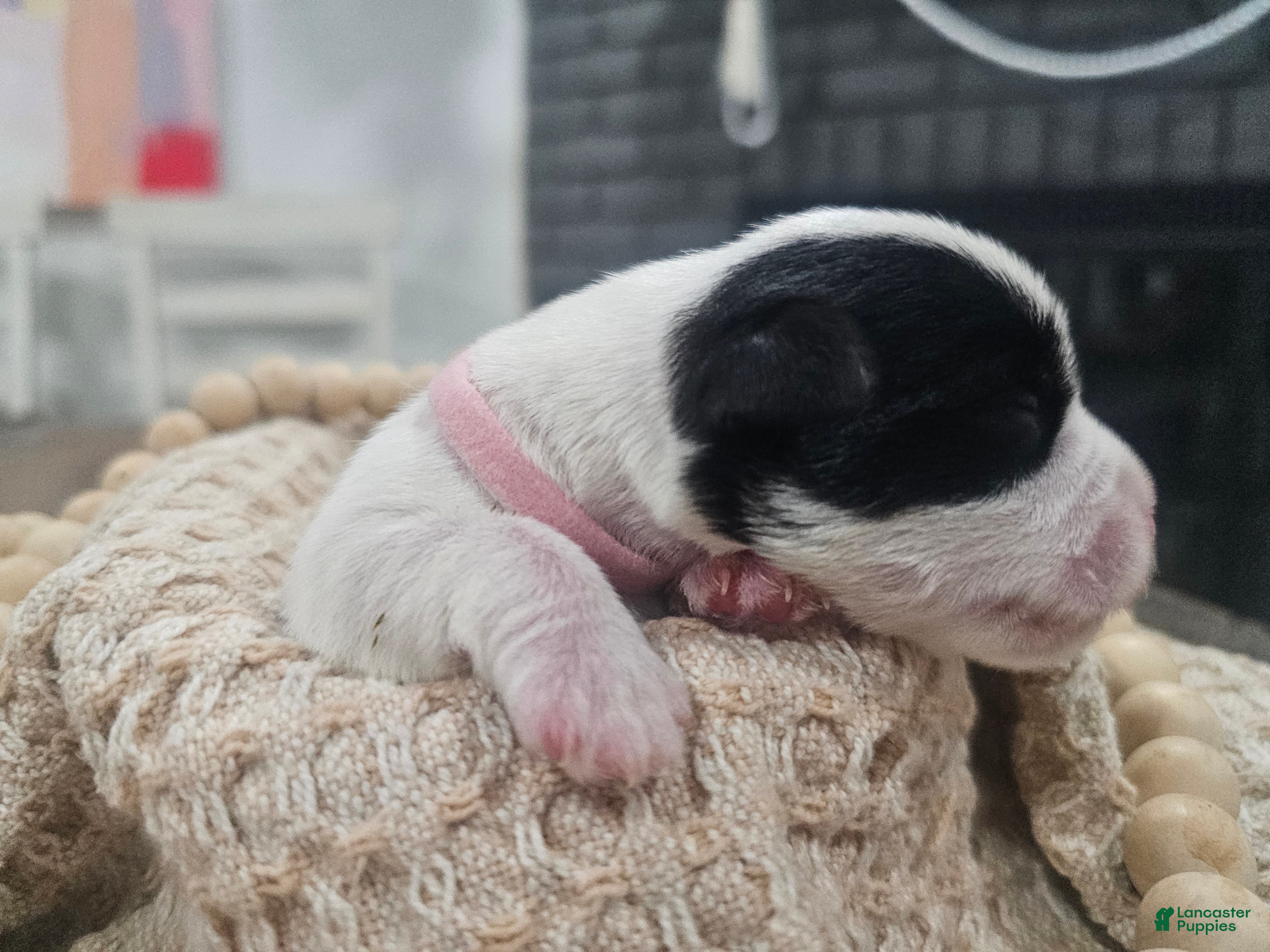 Miniature Schnauzer dogs Pink - Ad 13