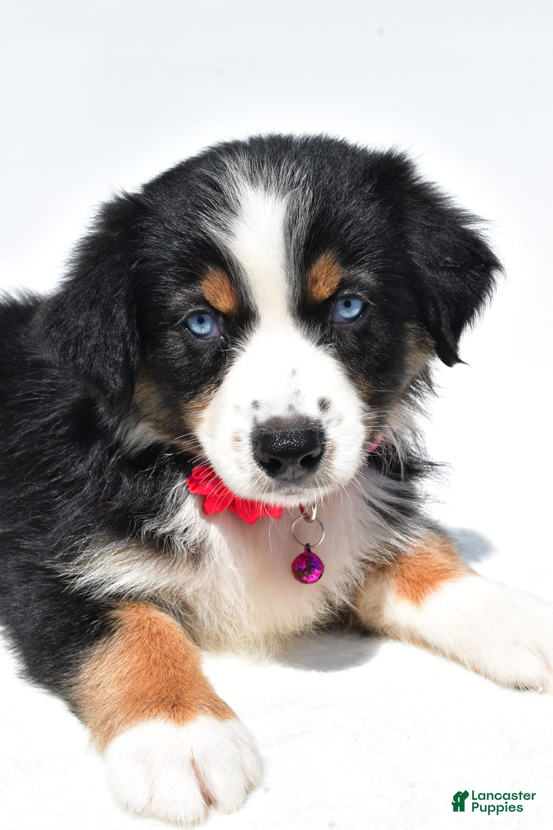 Australian Shepherd German Shorthair Mix Puppies 3+ Thousand