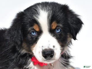 Australian Shepherd dogs - Ad 27