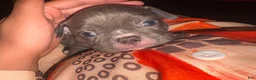 Mixed Breed dogs for sale: Mixed Breed 5 - Ad 10
