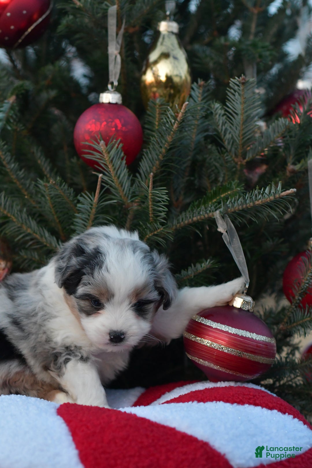 Mini Aussiedoodle dogs for sale: Cash - Ad 25