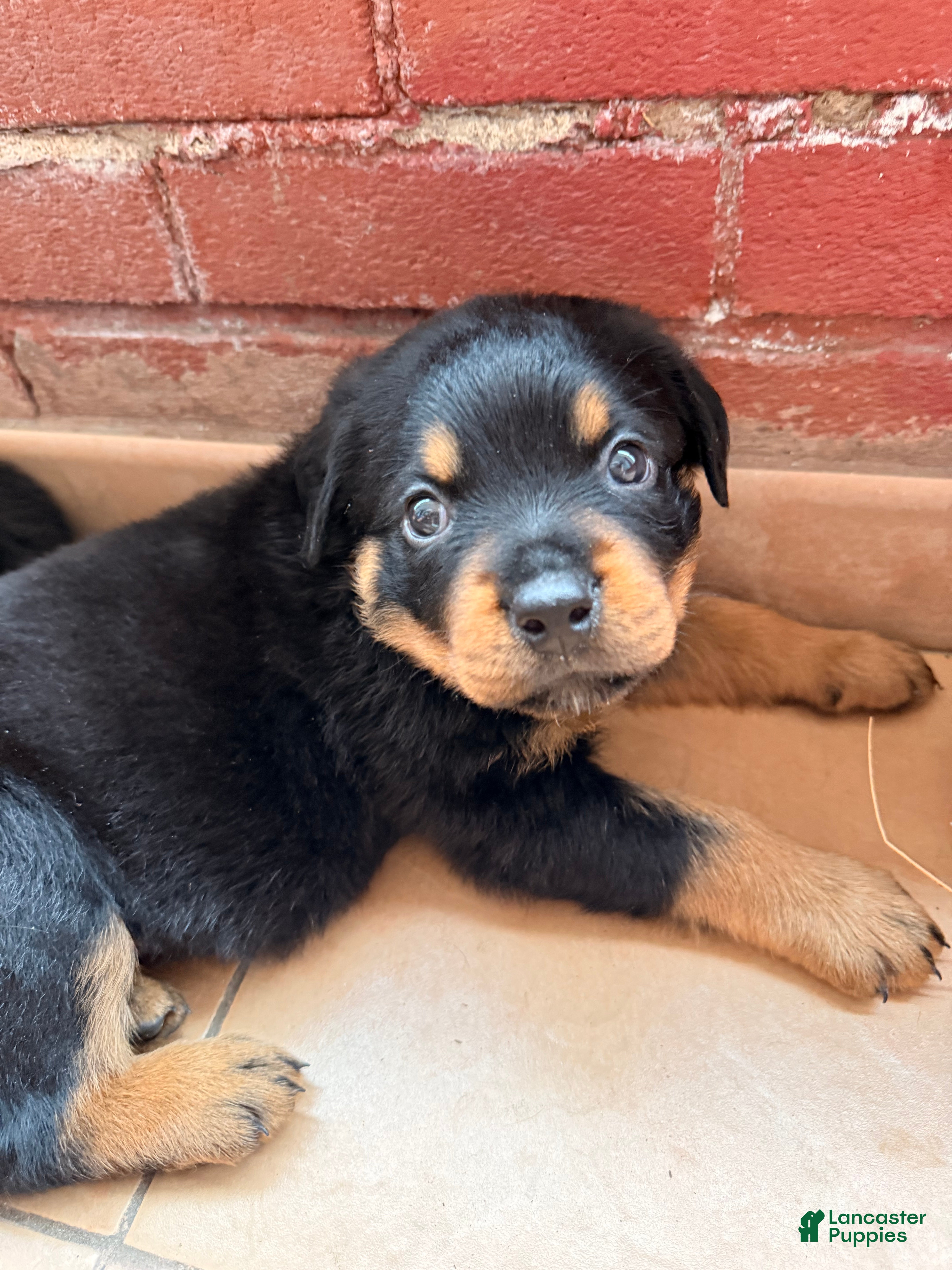 Rottweiler dogs Bella - Ad 21