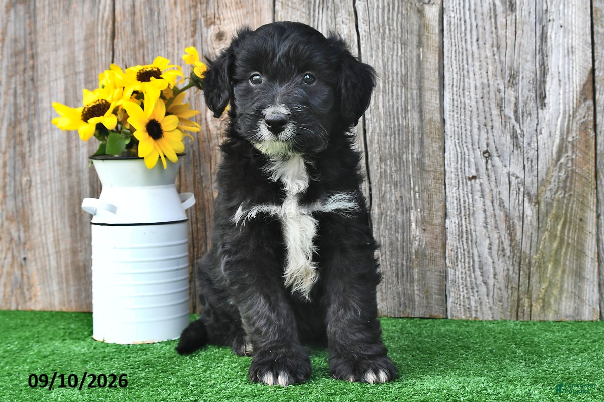 Mini Aussiedoodle dogs Asher - Ad 2
