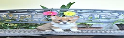 Welsh Corgi Pembroke dogs for sale: Sunny  - Ad 2