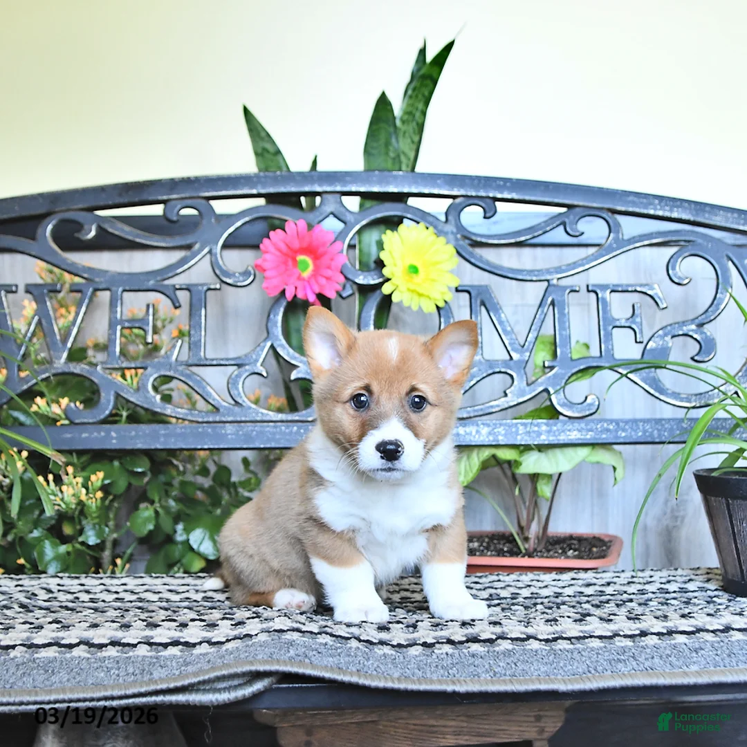 Welsh Corgi Pembroke dogs for sale: Sunny  - Ad 2