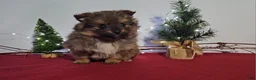 Pomeranian dogs for sale: Cookie - Ad 4